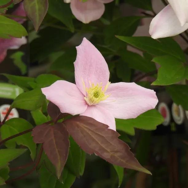 Pictons Variety Clematis (Clematis montana Picton's Variety) Img 1